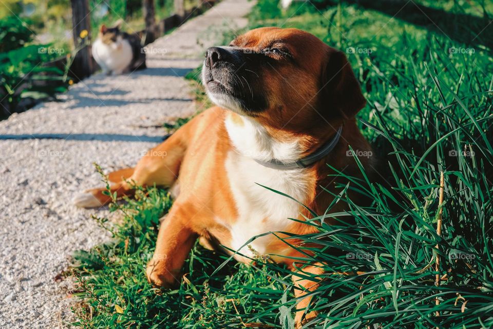 little red mongrel dog who obeys his master's commands