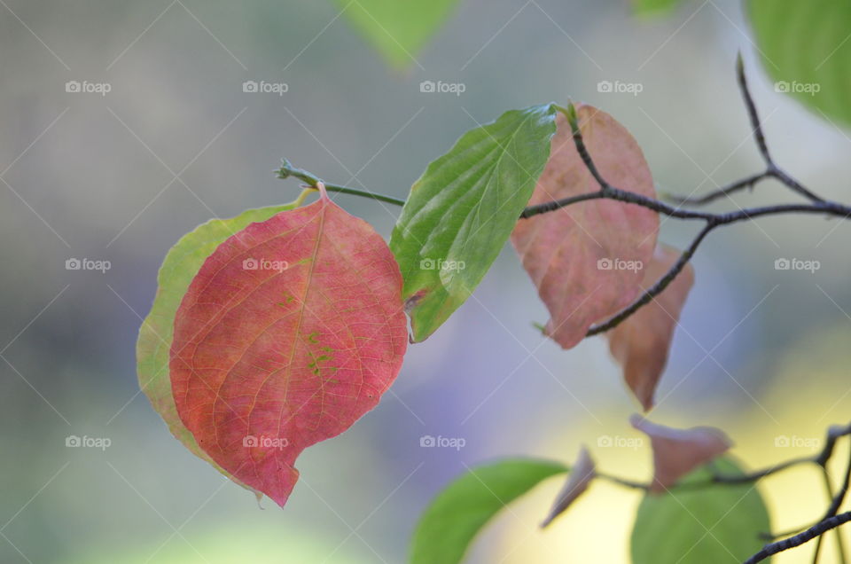 Fall in L💛VE with a "Flowering Dogwood" tree Leaf! 🍂