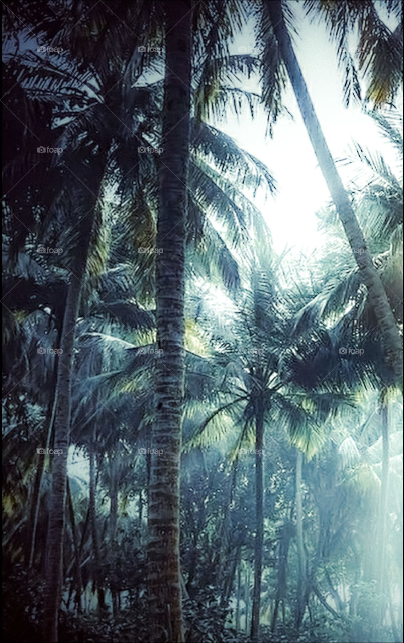 coconut tree forest