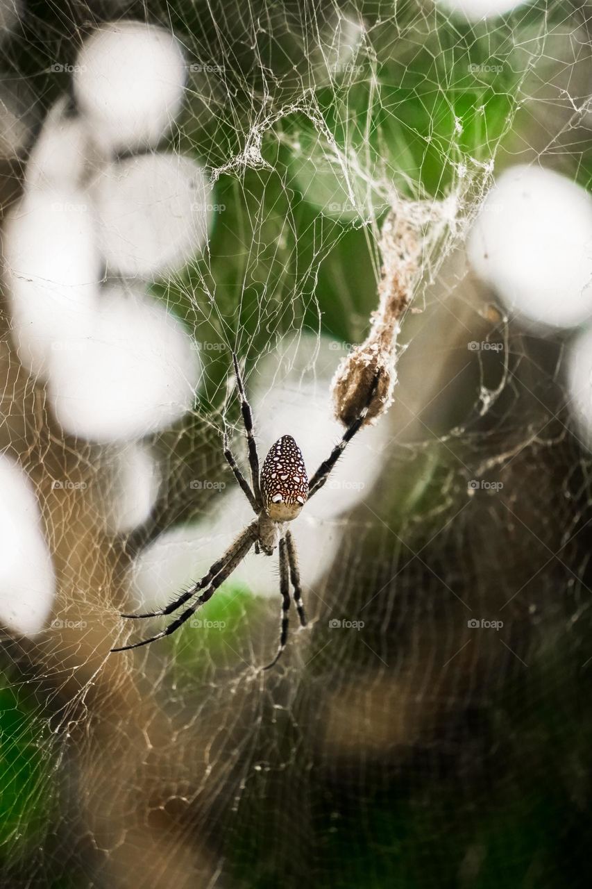 A spider in its web on a nature blur background