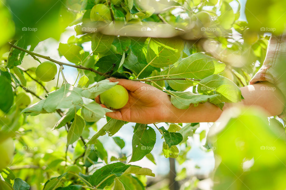 Juicy green apple