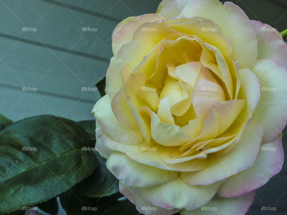 A beautiful colorful rose