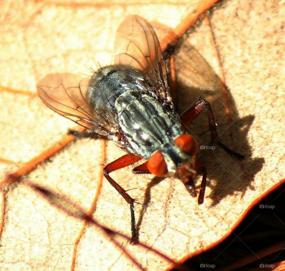 A fly uo close and personal.