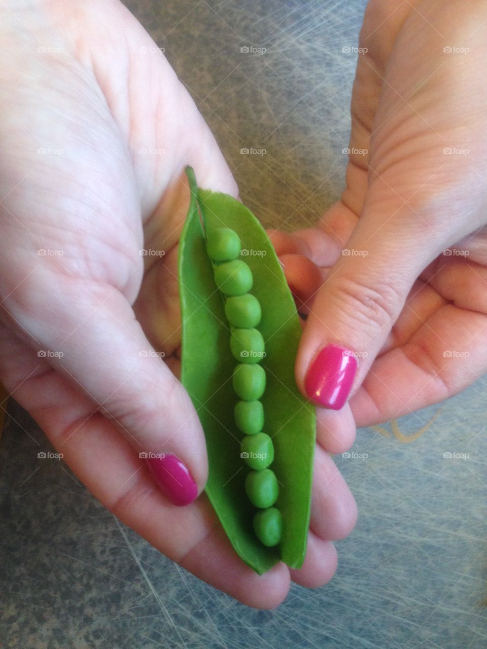 Opening a fresh pea pod. Fresh bright green vegetables, freshly painted bright pink nails!