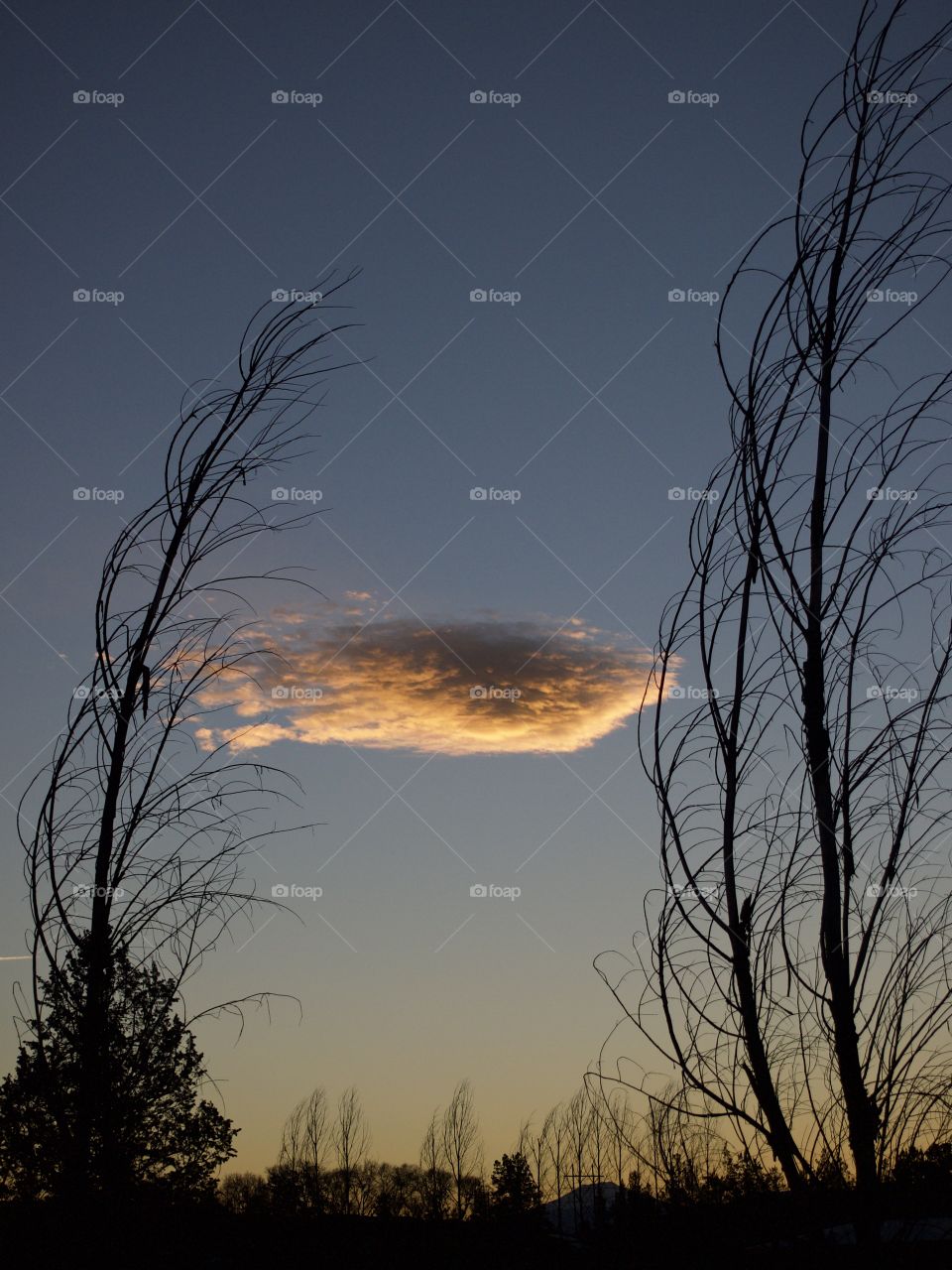 A lone cloud framed with bare trees lit up in a clear sky on a winter evening in Central Oregon. 