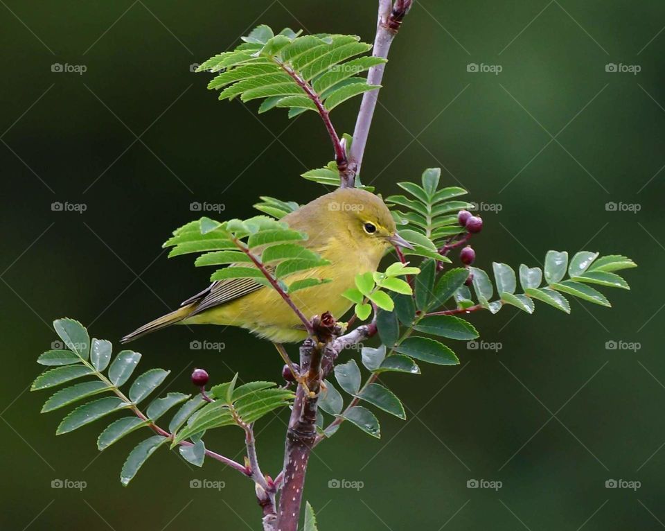 Bird, Wildlife, Songbird, Tree, Animal