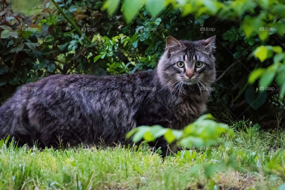 A cat after some rain looking at the birds eating the insects from the grass. I was there to shoot birds pics and the cat was there for them too, we both saw each other and realized there’s no birds until one of us leaves lol...