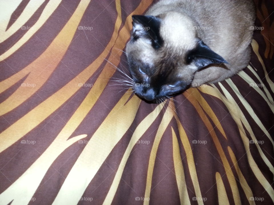 Siamese cat resting on tiger print sheets