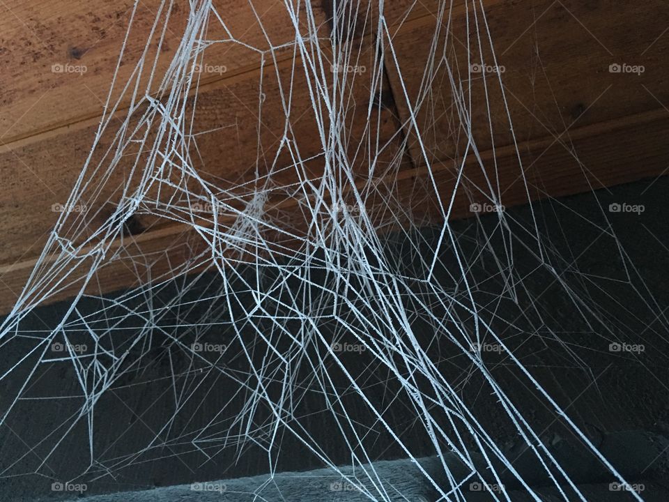 Hoarfrost spider web.