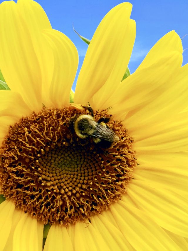 Bumble bee on sunflower 