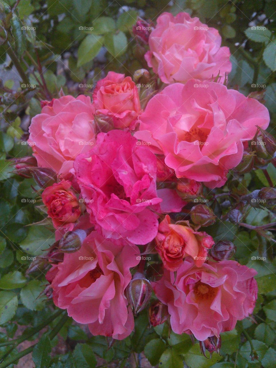 pink flowers. i thought this plant was dead but it bloomed