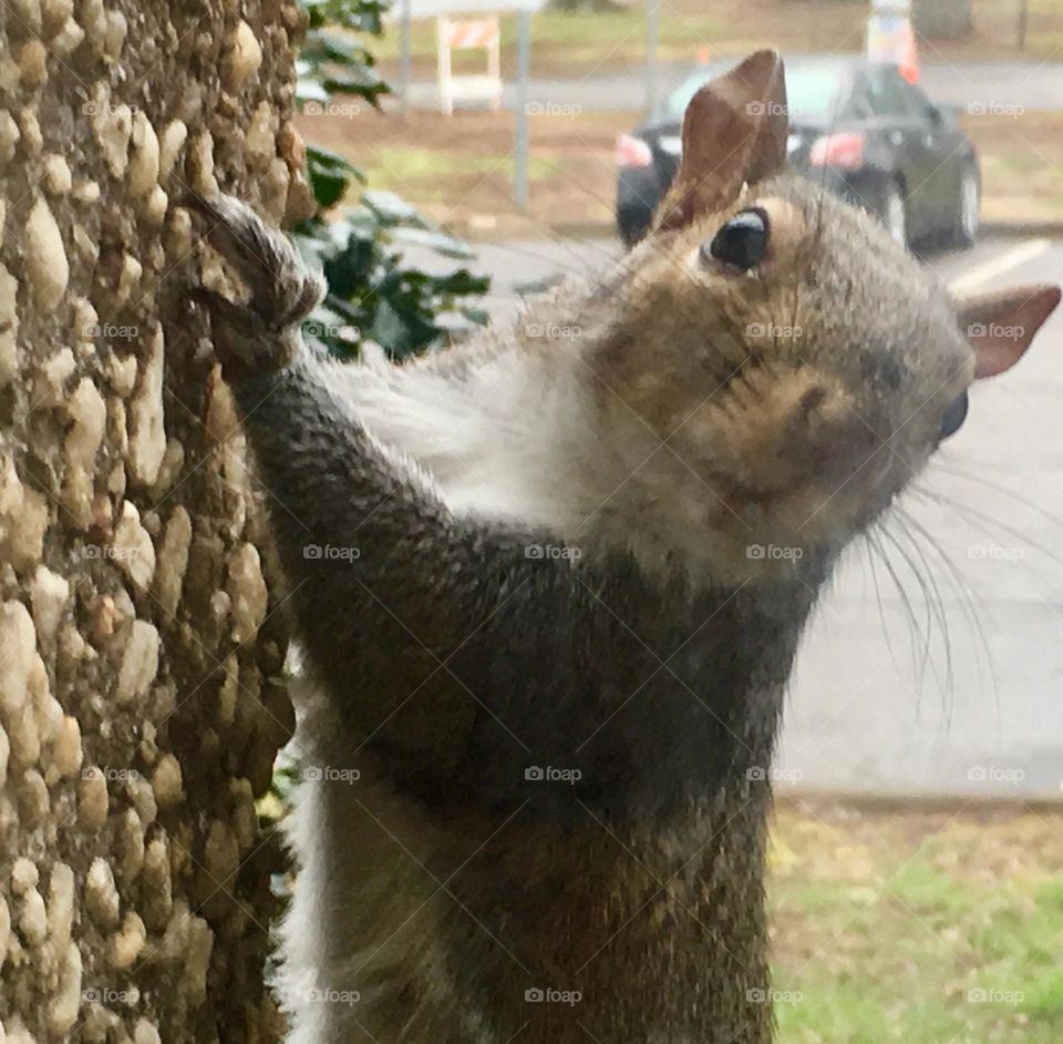 Squirrel looking at camera, close up