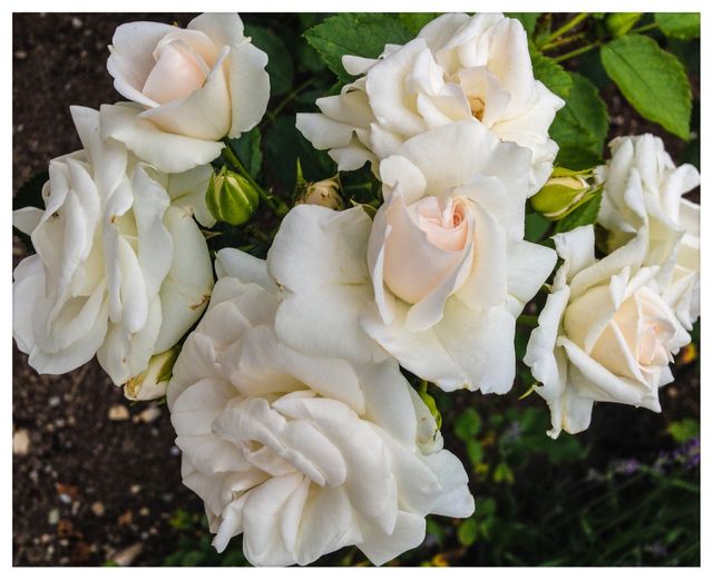 White Roses