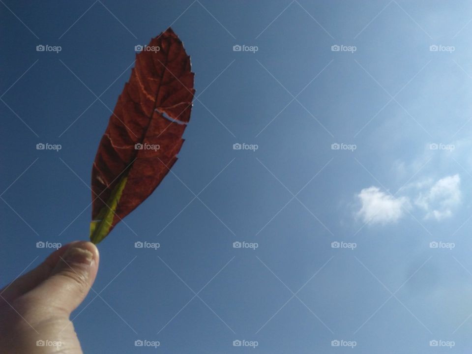 Beautiful leaf tree embraced blue sky.