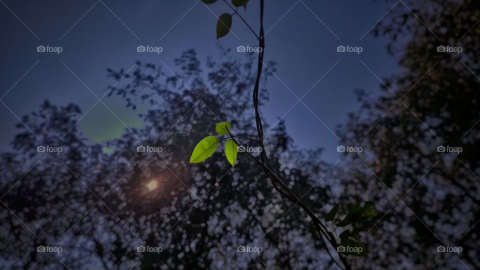 three green leafs with shining sun background.