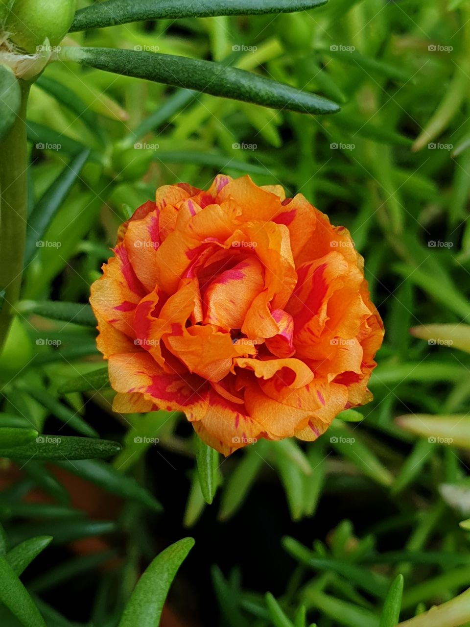 my beautiful Portulaca grandiflora