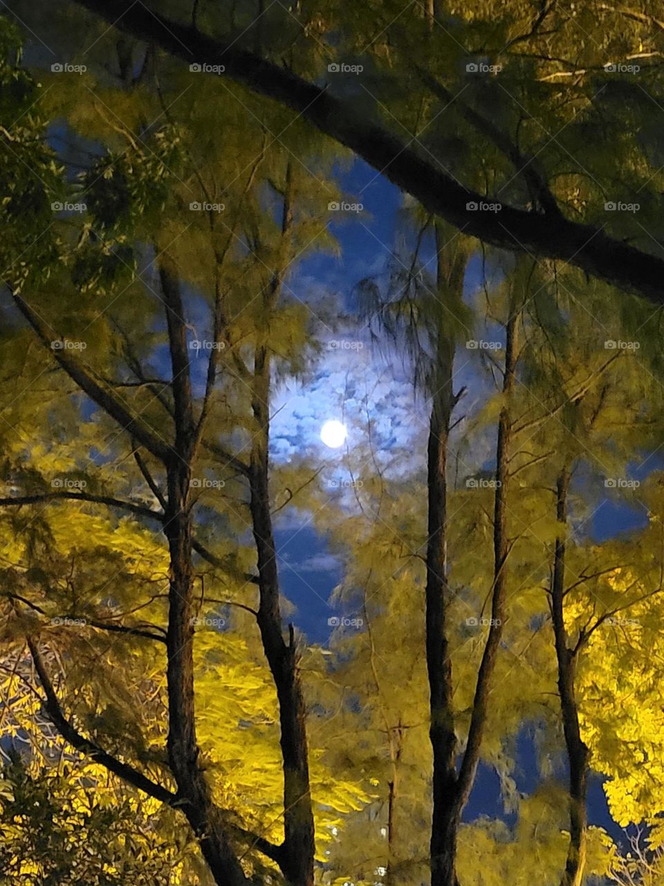 Moon clouds trees nightwalk at Victoria Park Hong Kong