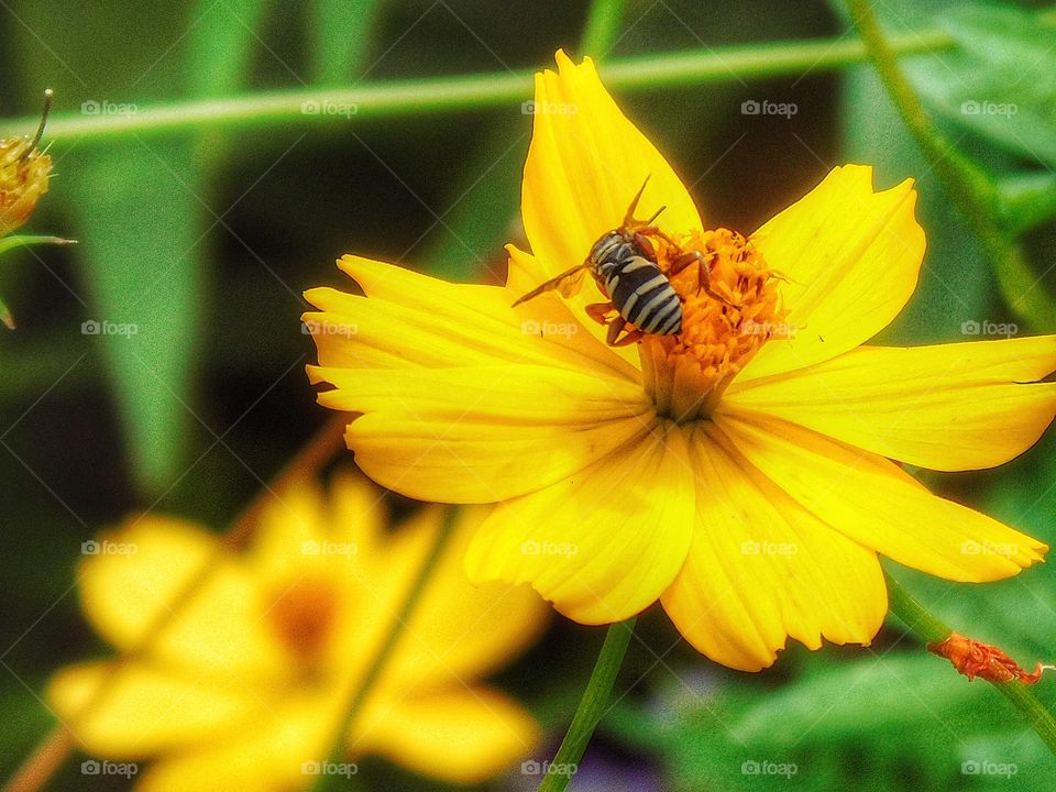 Bee on yellow