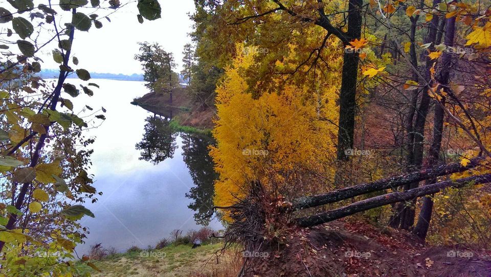 Fall, Tree, Wood, Leaf, Landscape