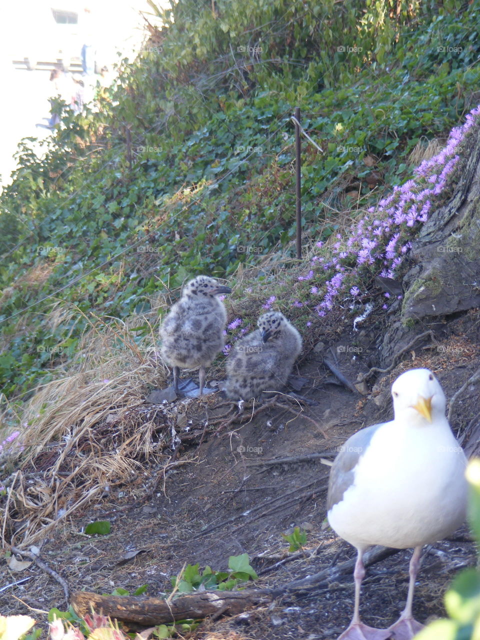 Gull chicks