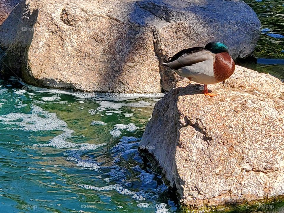 Ducks Sunning on a Rock