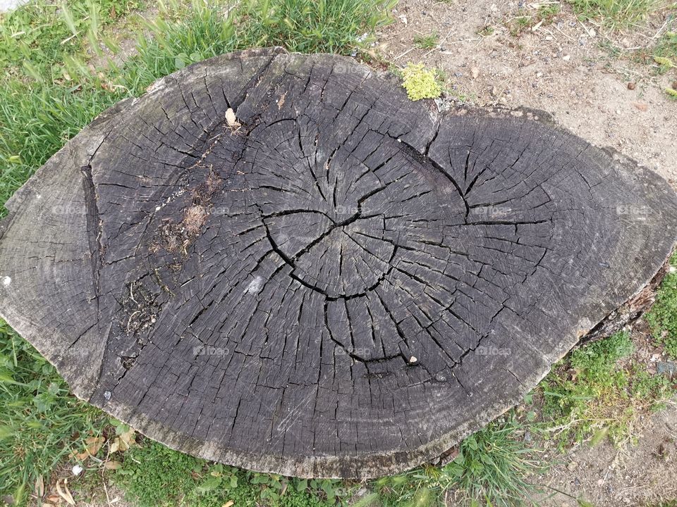 Lo que quedó de un tronco centenario cortado