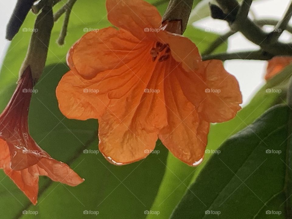 The orange color stories,my garden ( Thailand)