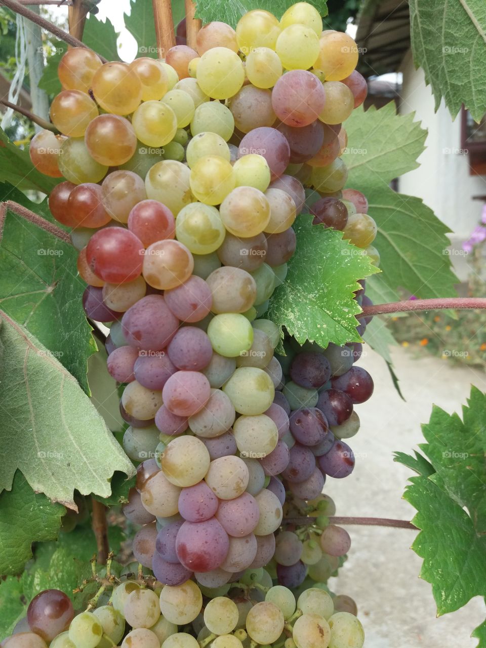 Grape variety for wine
 
