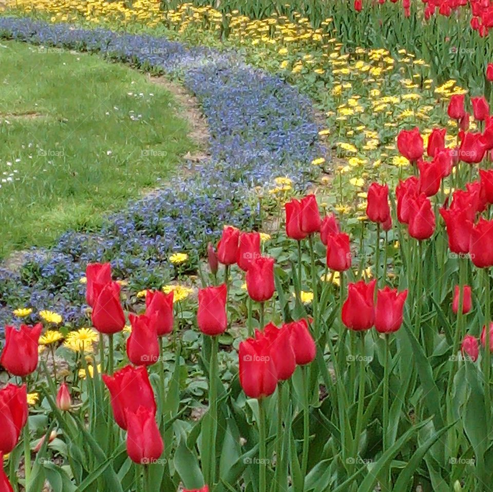 Colored flowers in flowerbed