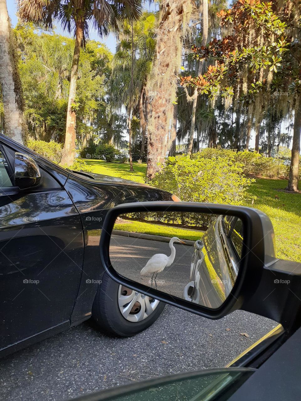 A car has soul, like this car with a reflection of a bird in the side view mirror.