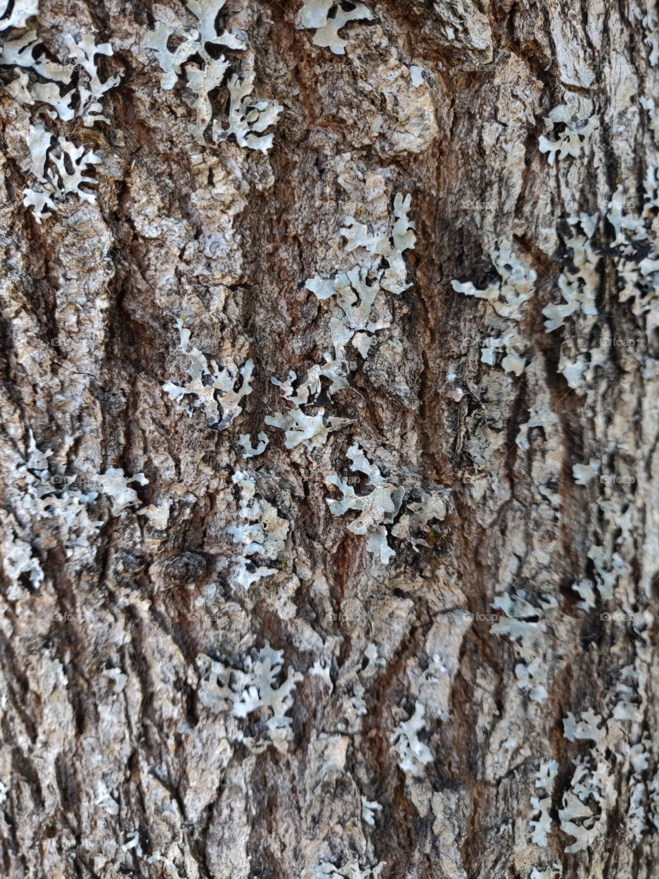 Textured bark from a great Oak tree