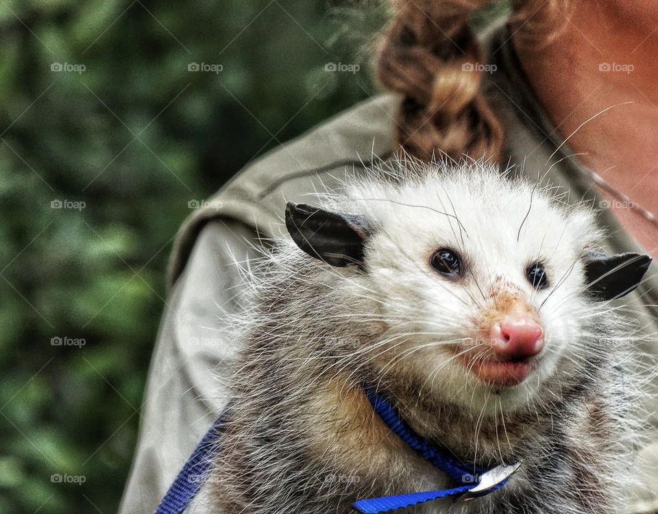 Pet Opossum