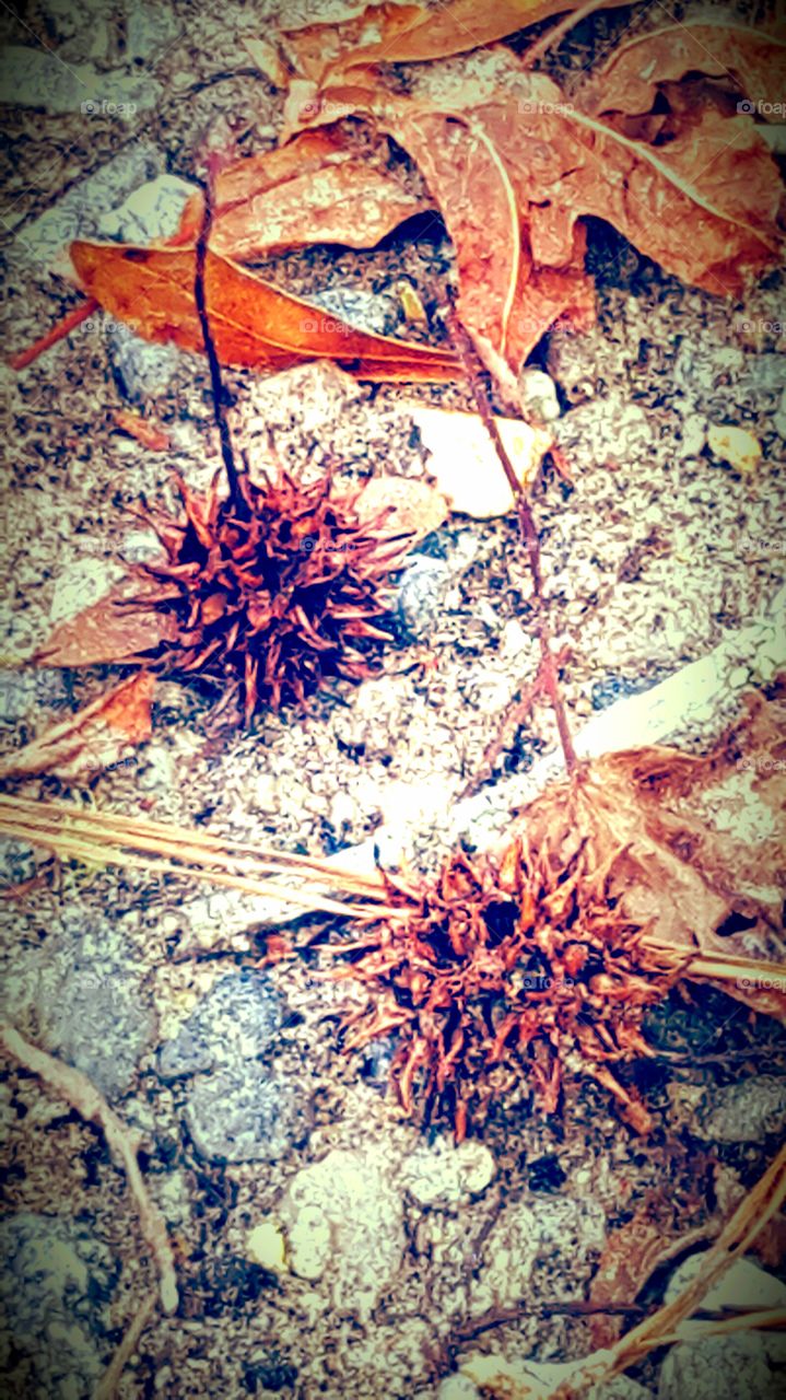 Gum tree seeds