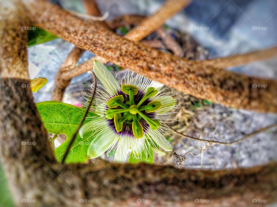 Beautiful passion flower with green leaf and tree branches captured from above