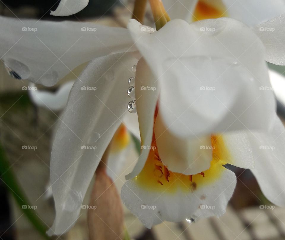 orchids rain drops