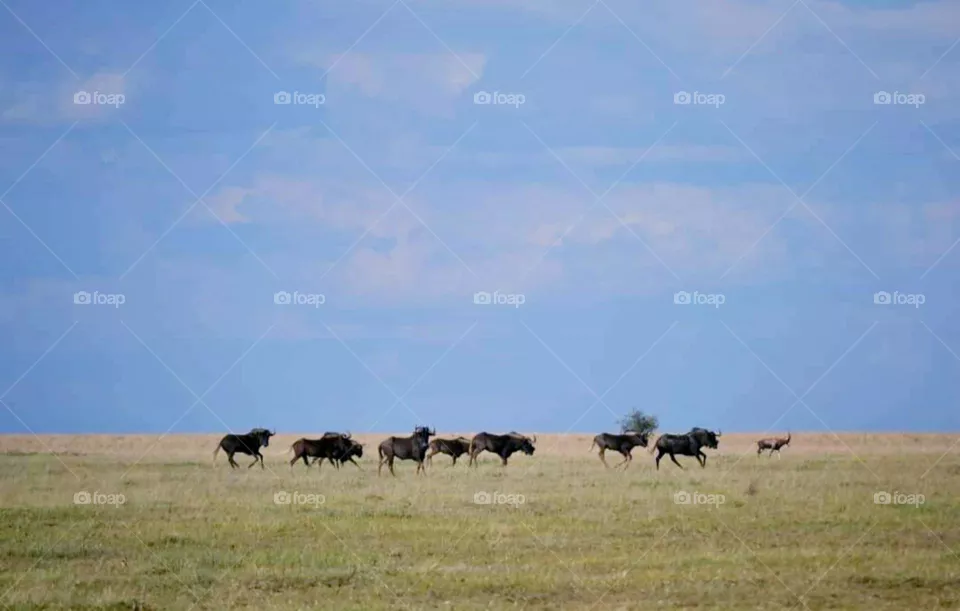 wildlife
