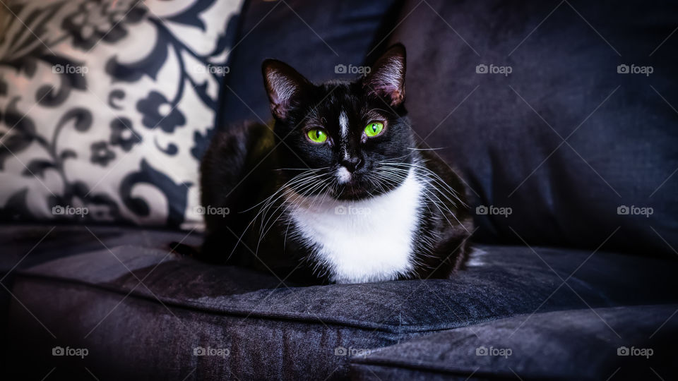 tuxedo cat laying down on sofa
