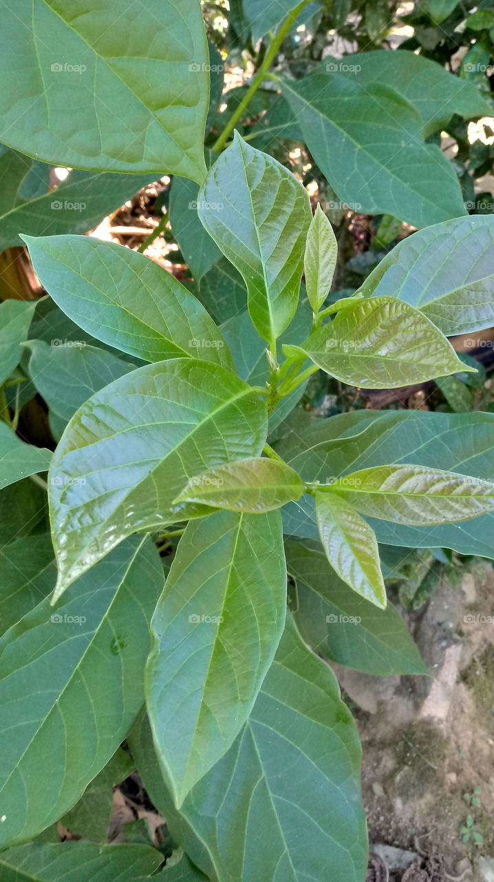 NATURE, FLORA, ENVIRONMENT.