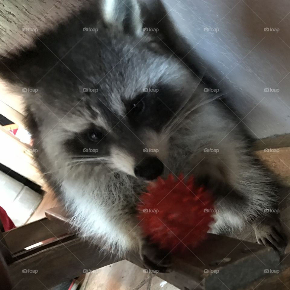 Pet raccoon with a toy ball