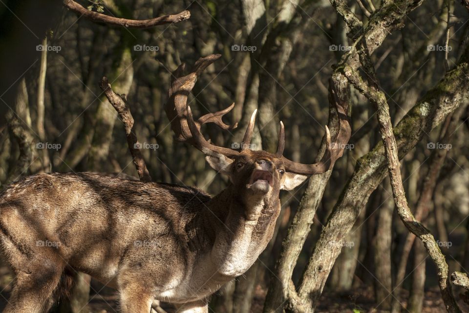 Buck in forest