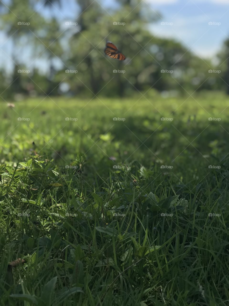 Butterfly 
