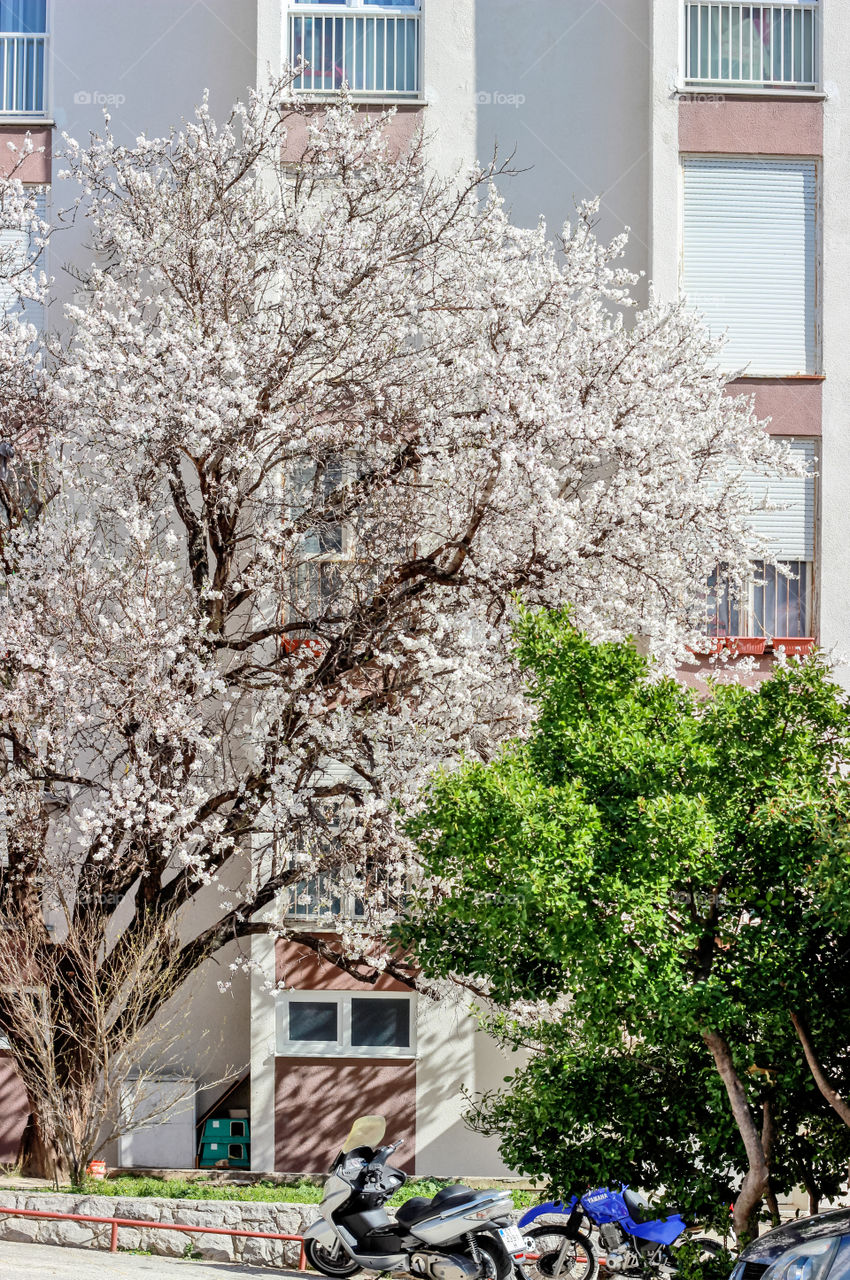 Almond tree at early spring