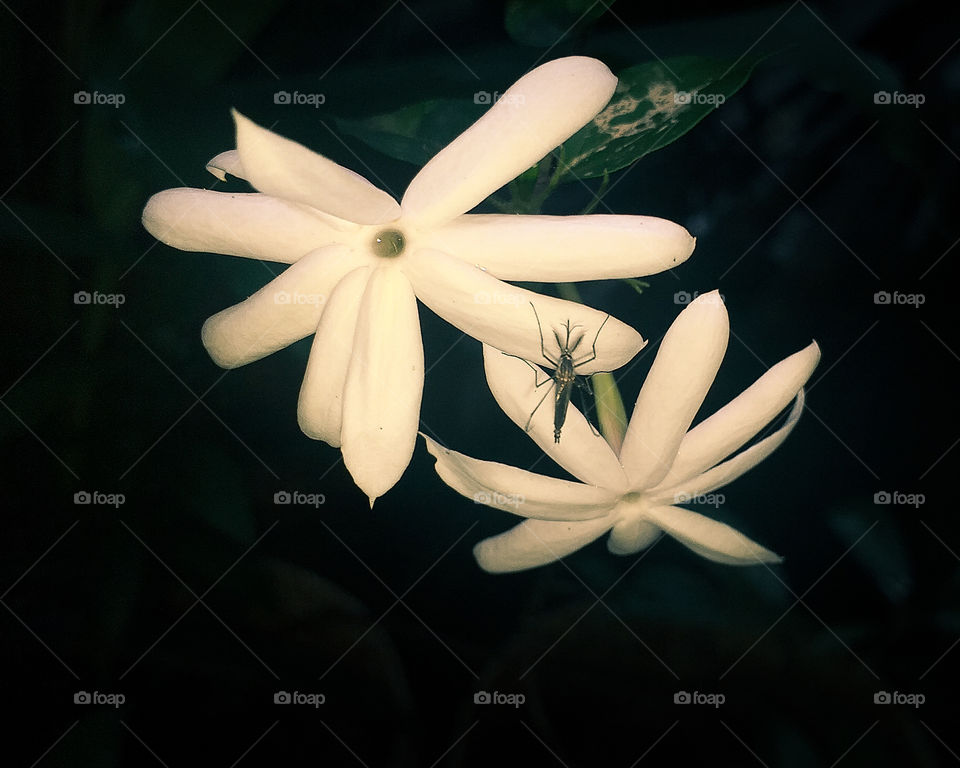 rare view of mosquito joined with flower