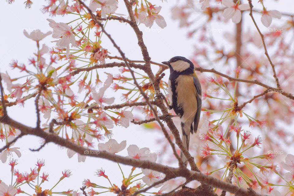 Hanami season in Japan is also a bounty for birds, like this Japanese Tit, which feed on the sweet nectar of the sakura blossoms