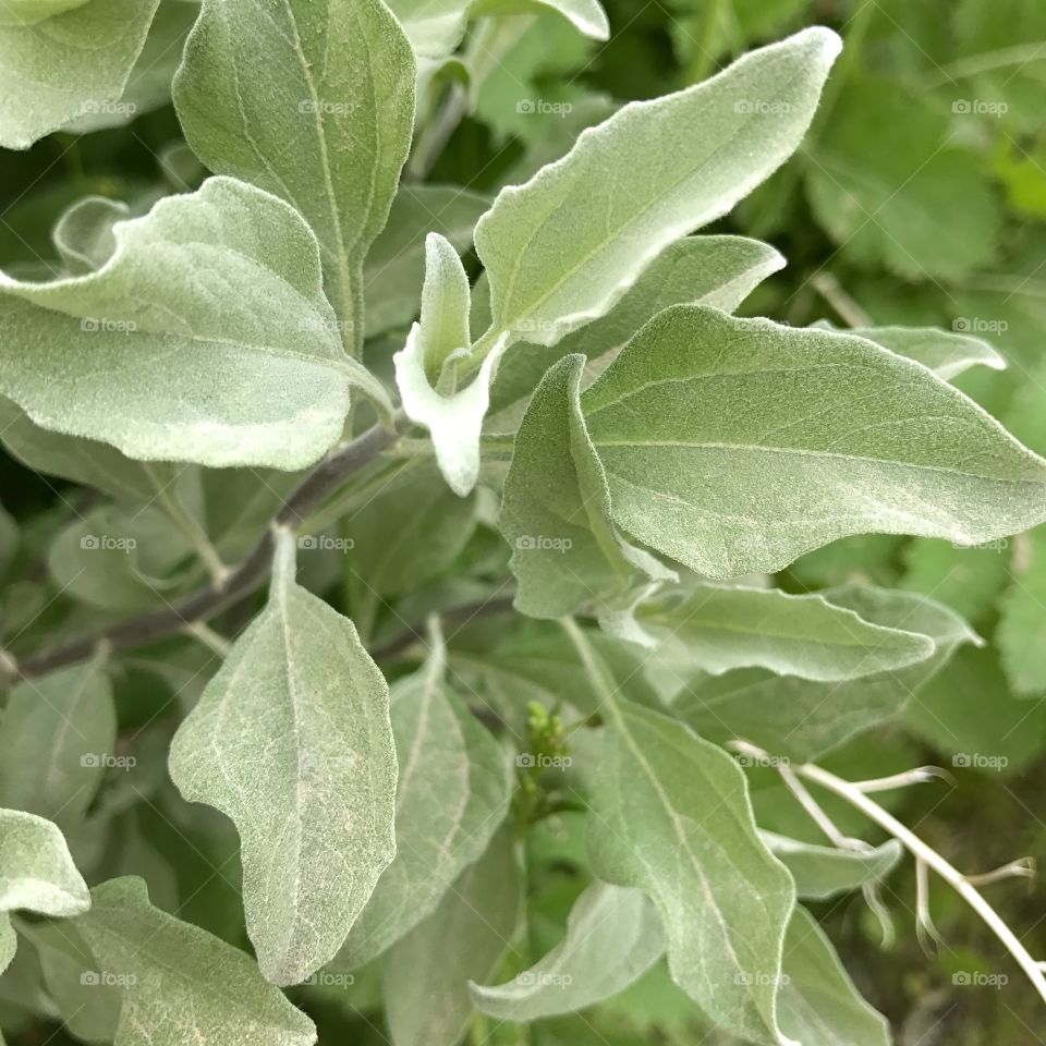 Plant Close-Up