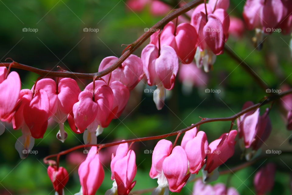 Pink Spring. Bleeding hearts