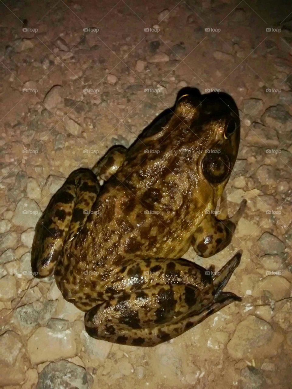 bullfrog