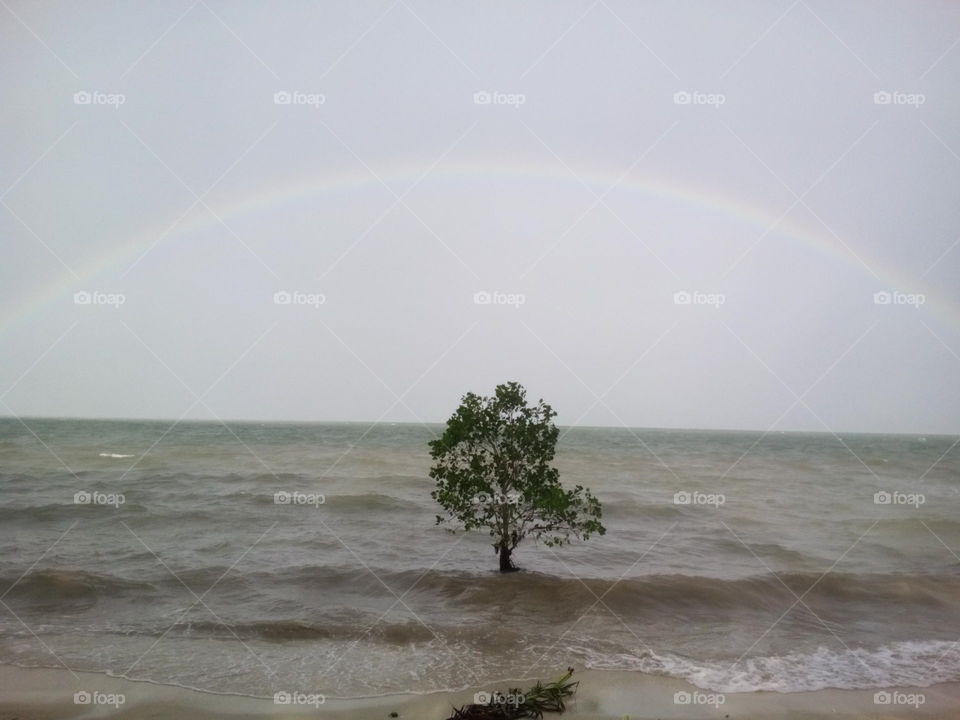 Rainbow over a lonely tree at the sea