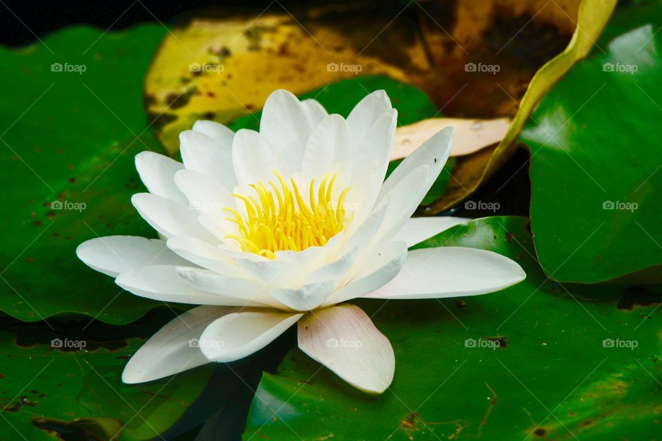 White Lotus