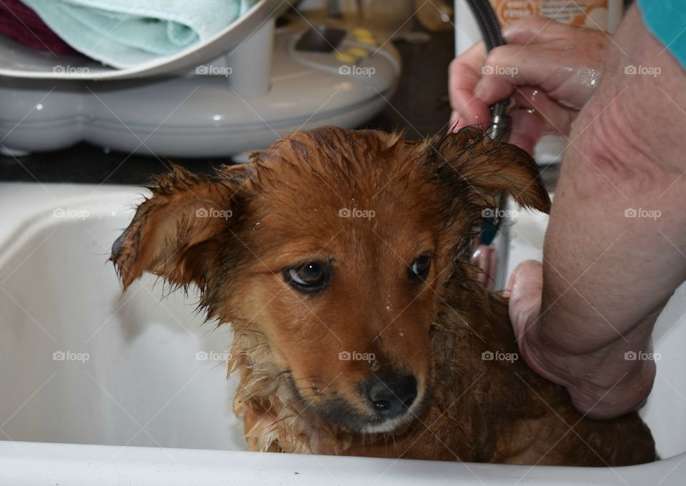 Puppy bath 